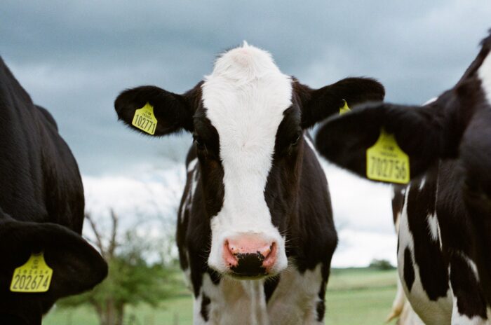 Three black and white dairy cows with tagged ears for the dairy farms.