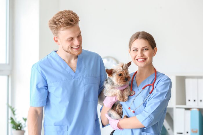 Two veterinarians care for a small dog at an animal hospital.