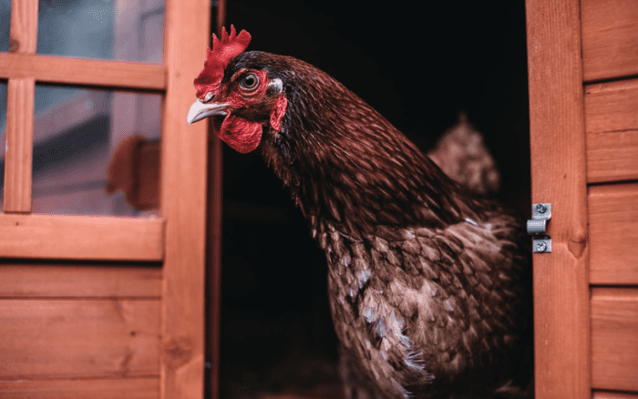 Poultry Processors and Shoe Cover Magic