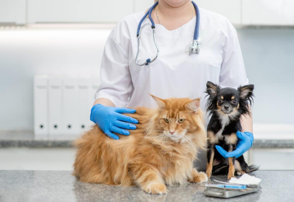 Veterinarian hugs cat and dog at veterinary clinic.